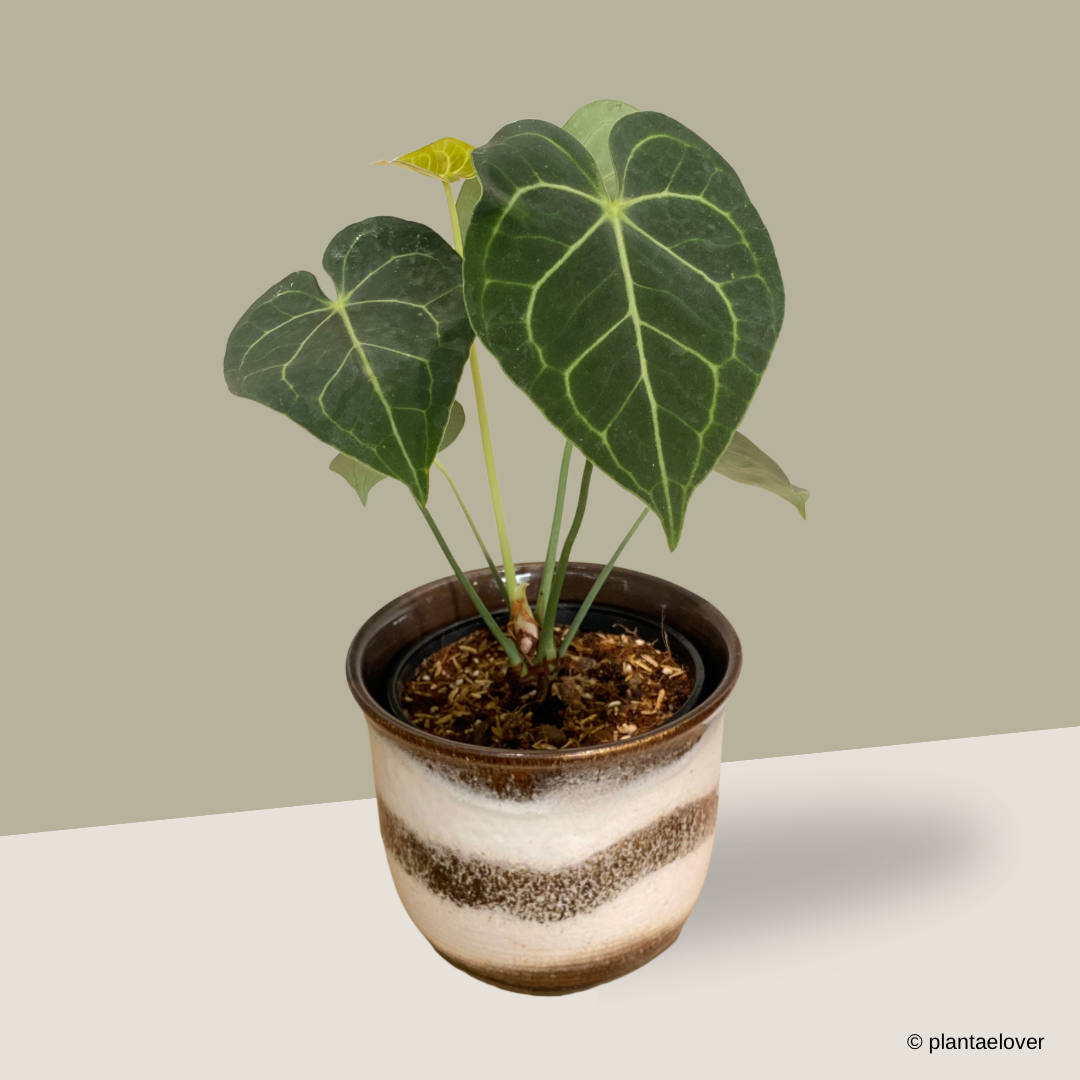 Anthurium Clarinervium in Noir Pot