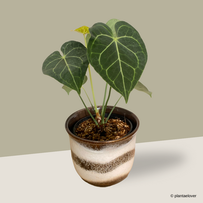 Anthurium Clarinervium in Noir Pot