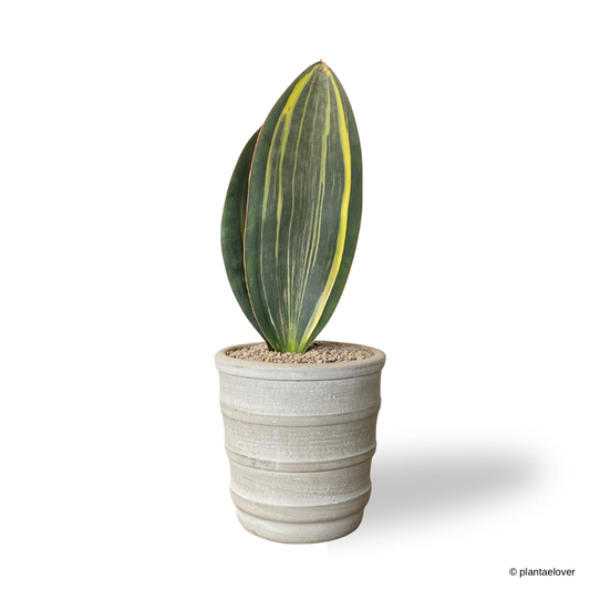 Sansevieria Masoniana Variegata in Oslo Pot