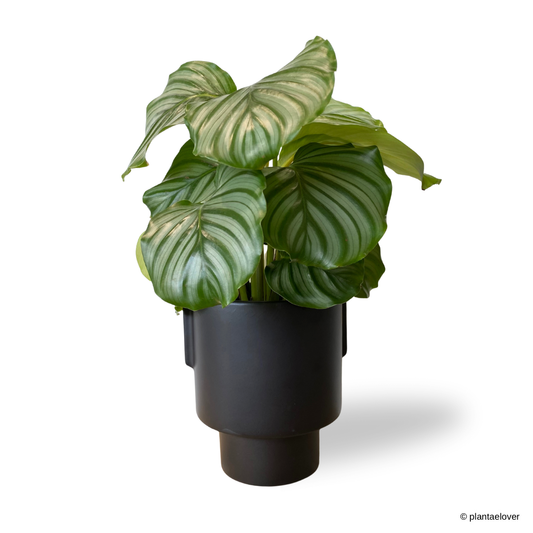 Calathea Orbifolia in Aurora Pot