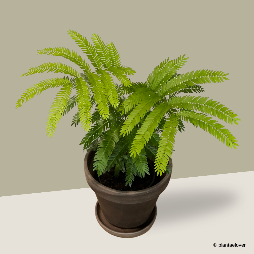 Japanese Everfresh Tree in SPANG Pot