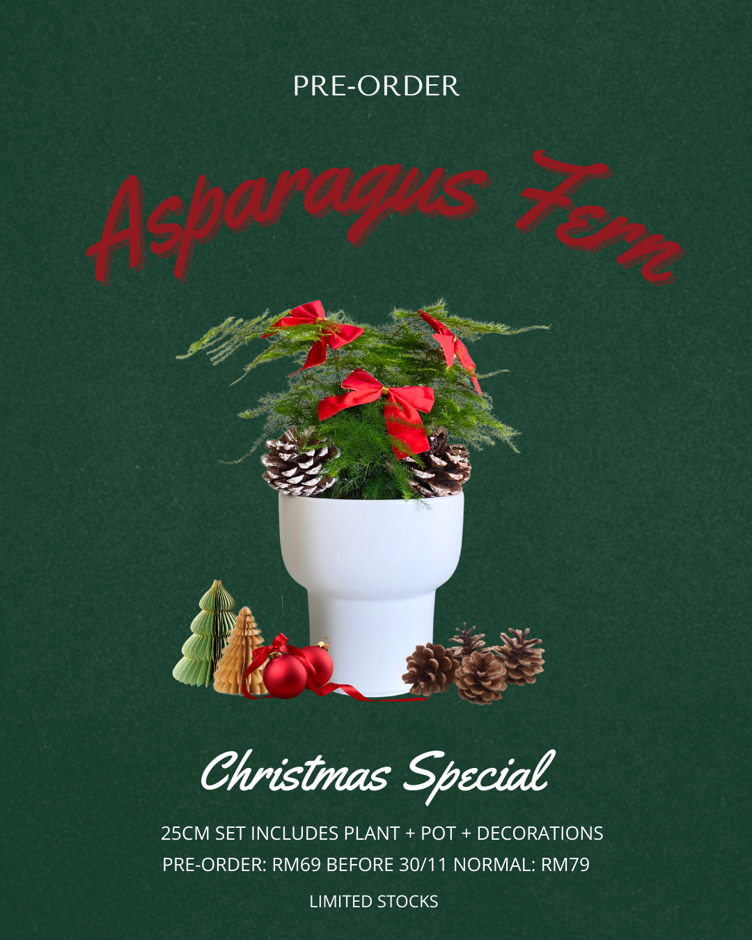 [Pre-Order] Christmas Special: Asparagus Fern in Dodo Pot