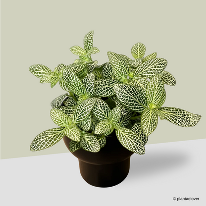 Fittonia in Dodo Pot