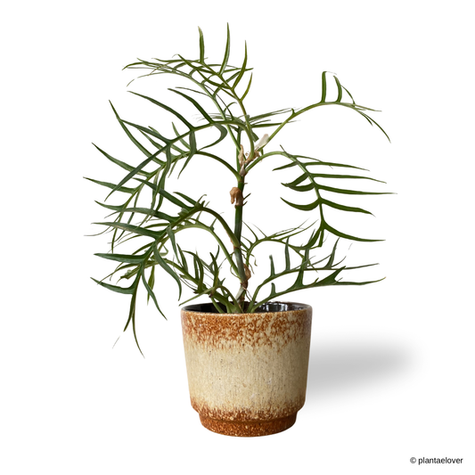 Philodendron Tortum in Ochre Pot