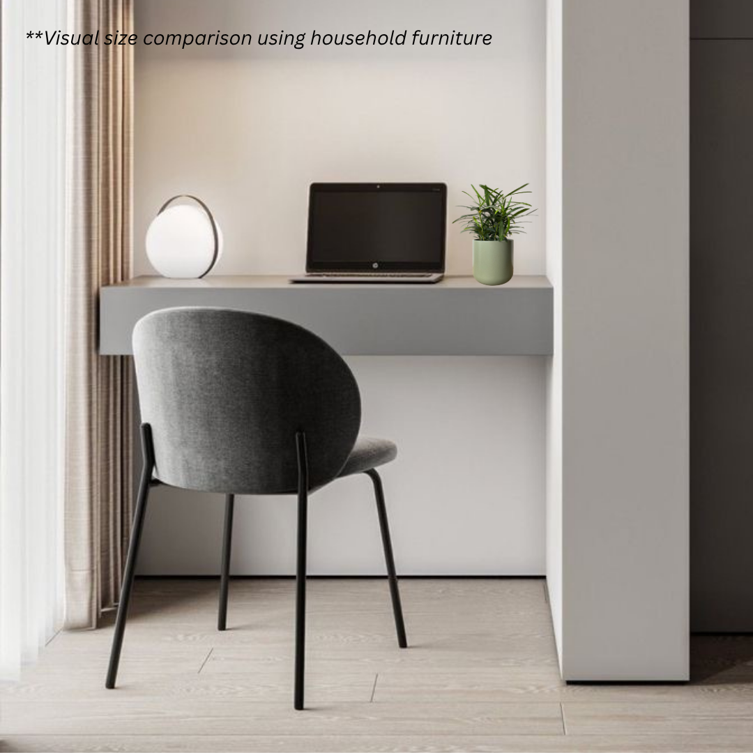 Podocarpus in Sage Pot