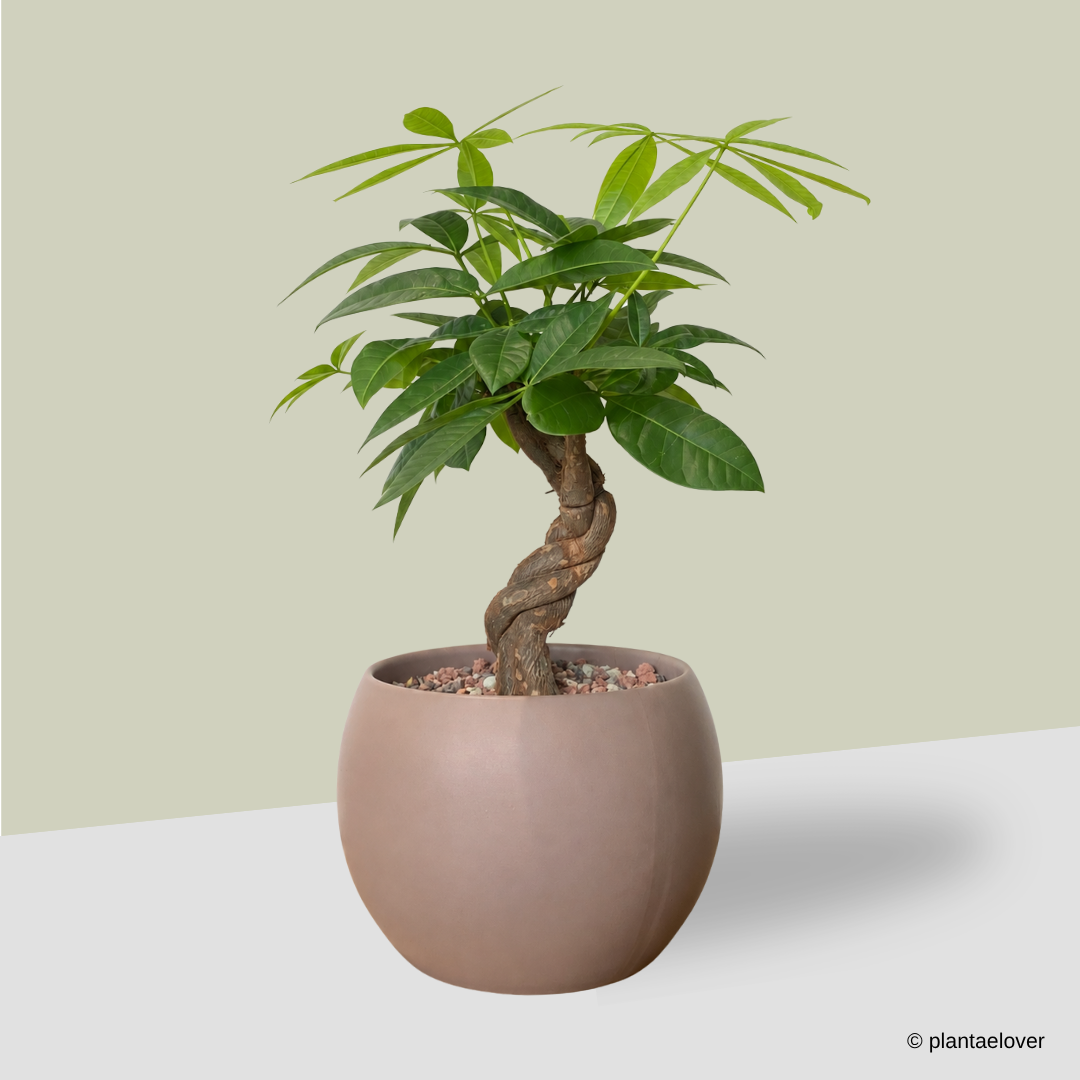 Pachira Aquatica in Mars Pot