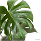 Monstera Deliciosa in Chevron Pot