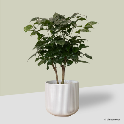 Radermachera Sinica in Cylindrica Pot
