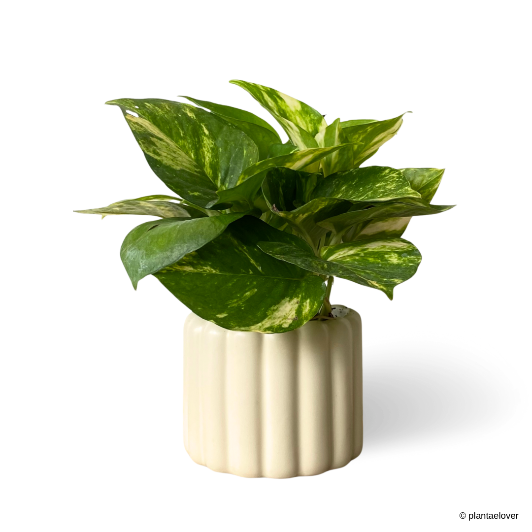 Golden Pothos in Eclairs Pot