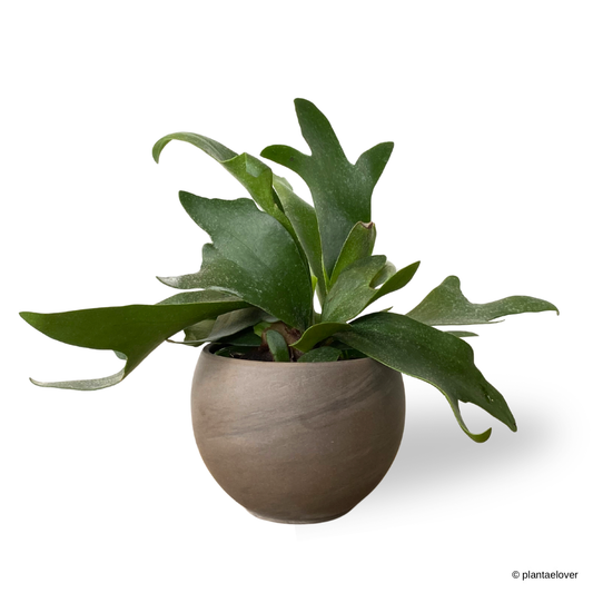 Staghorn Fern in SPANG Pot