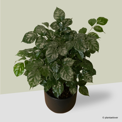 Radermachera Sinica in Cylindrica Pot