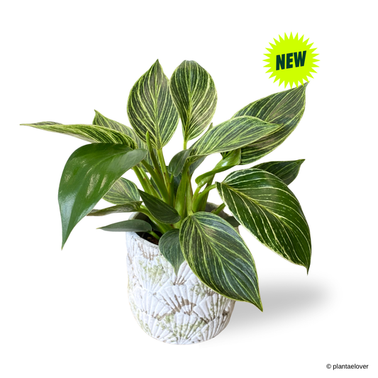 Philodendron Birkin in Greenshell Pot