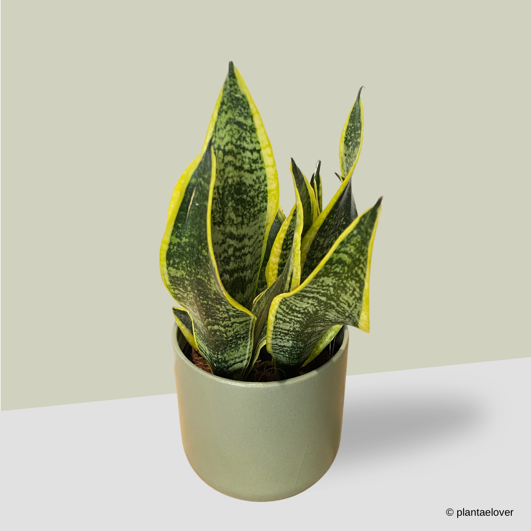 Sansevieria Superba in Sage Pot