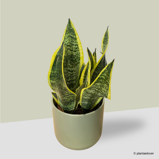 Sansevieria Superba in Sage Pot