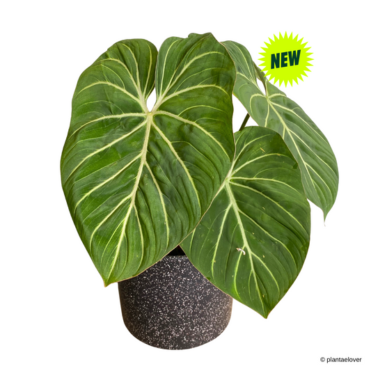 Philodendron Gloriosum in Galaxy Pot