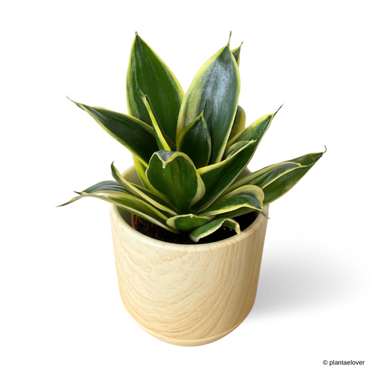 Sansevieria Hahnii Jade Marginata in Walnut Pot