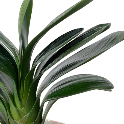 Bush Lily in Float Pot