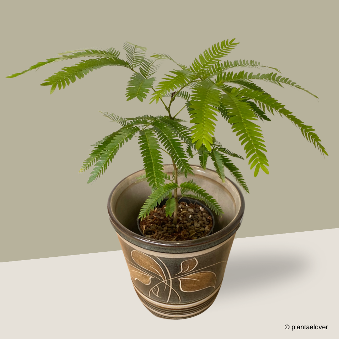 Japanese Everfresh Tree in Batik Pot