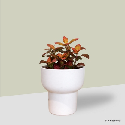 Fittonia in Dodo Pot