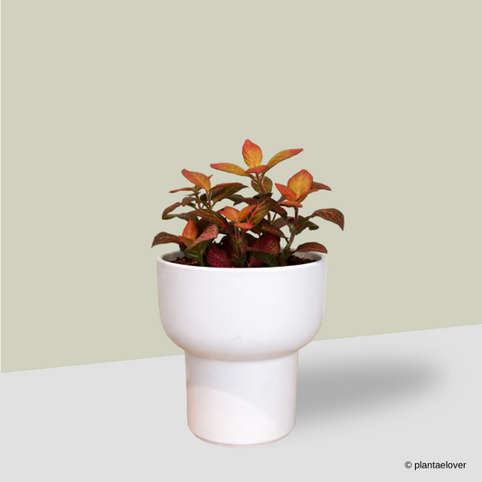 Fittonia in Dodo Pot