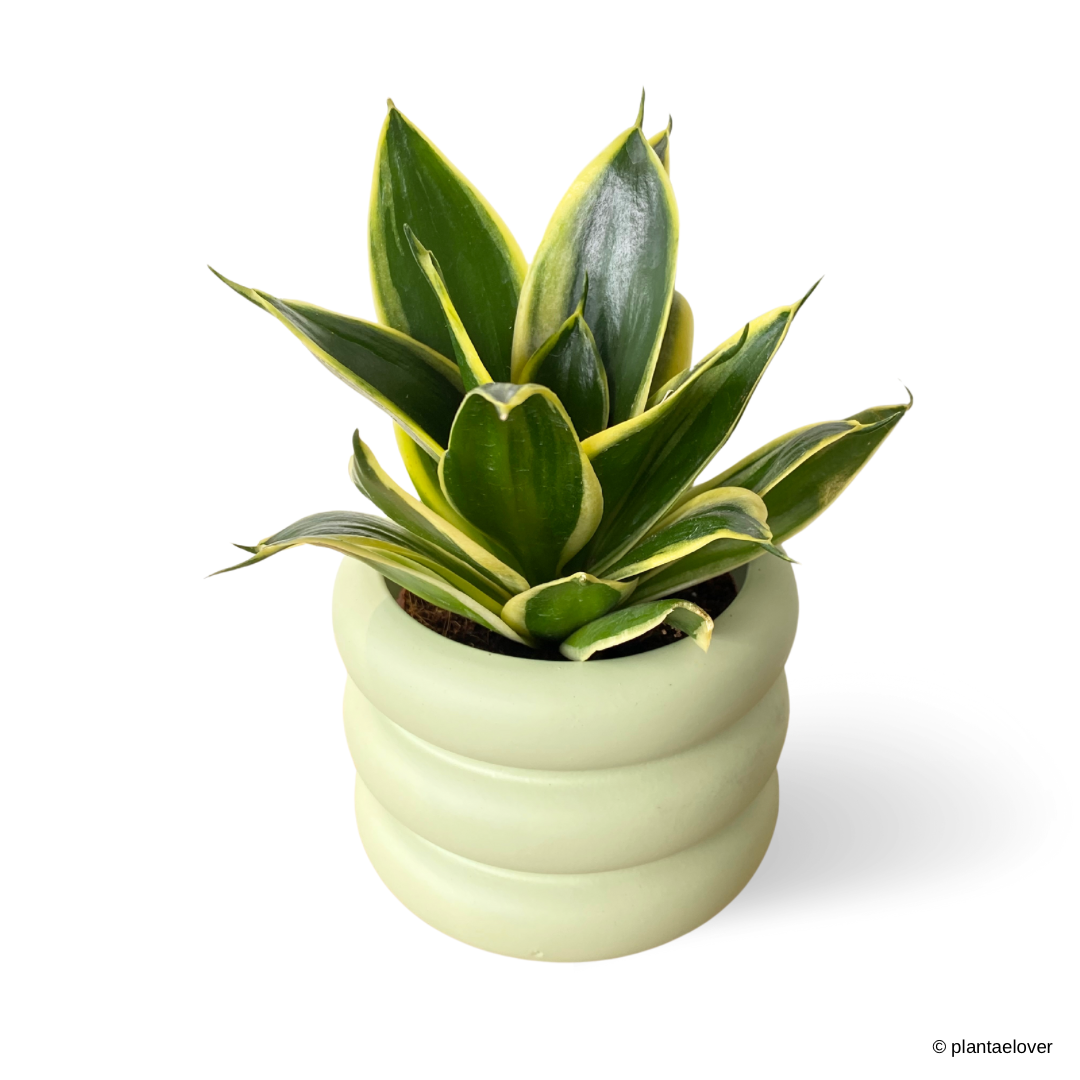 Sansevieria Hahnii Jade Marginata in Bagel Pot