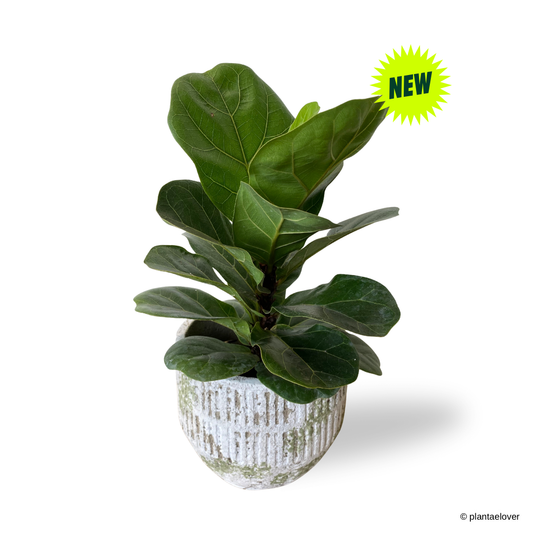 Ficus Lyrata in Willow Pot
