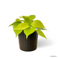 Philodendron Lemon Lime in Sabel Pot