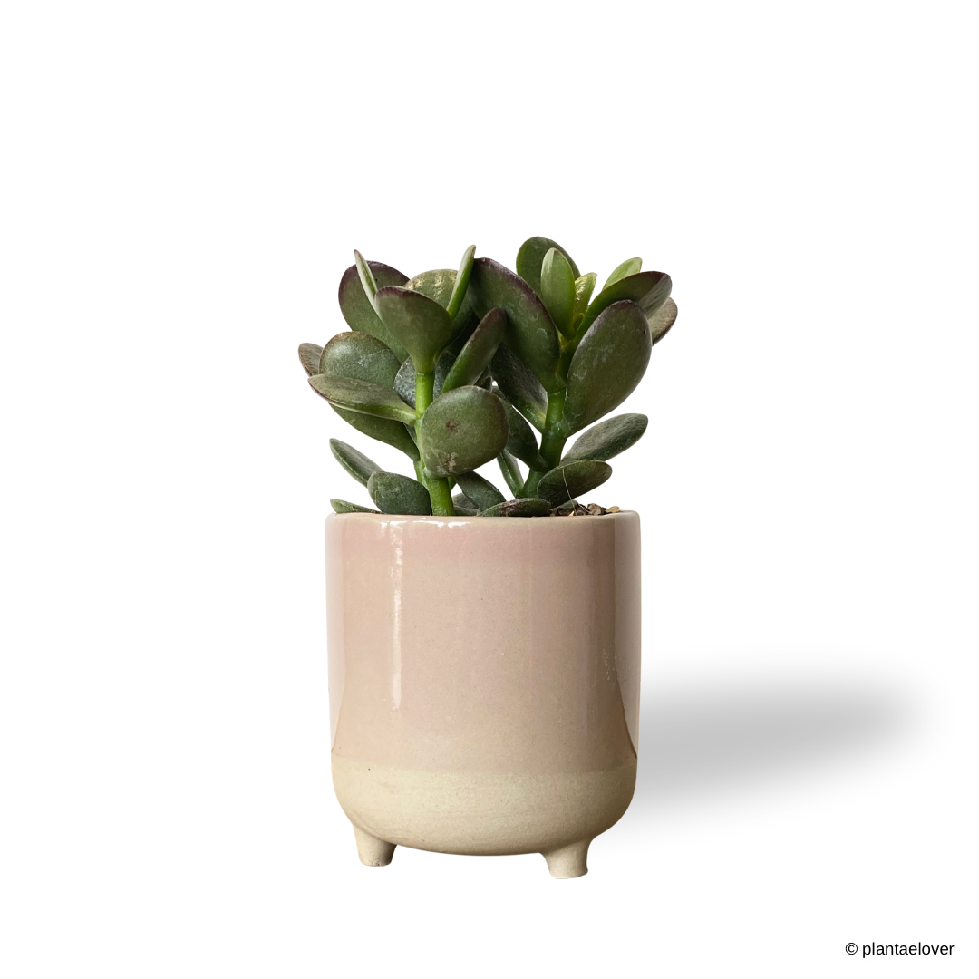 Crassula Ovata in Crepe Pot