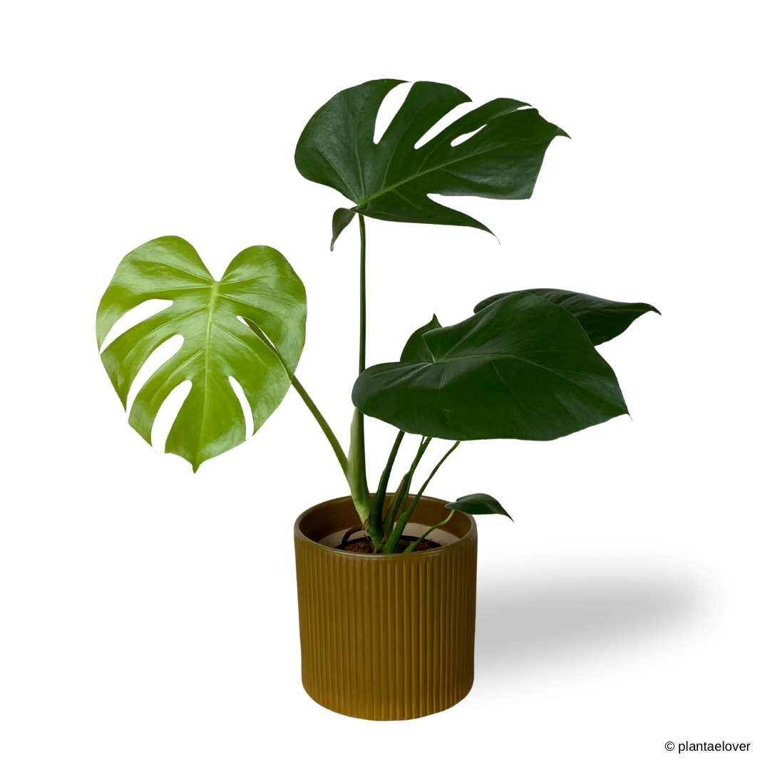 Monstera Deliciosa in Cylindrica Pot