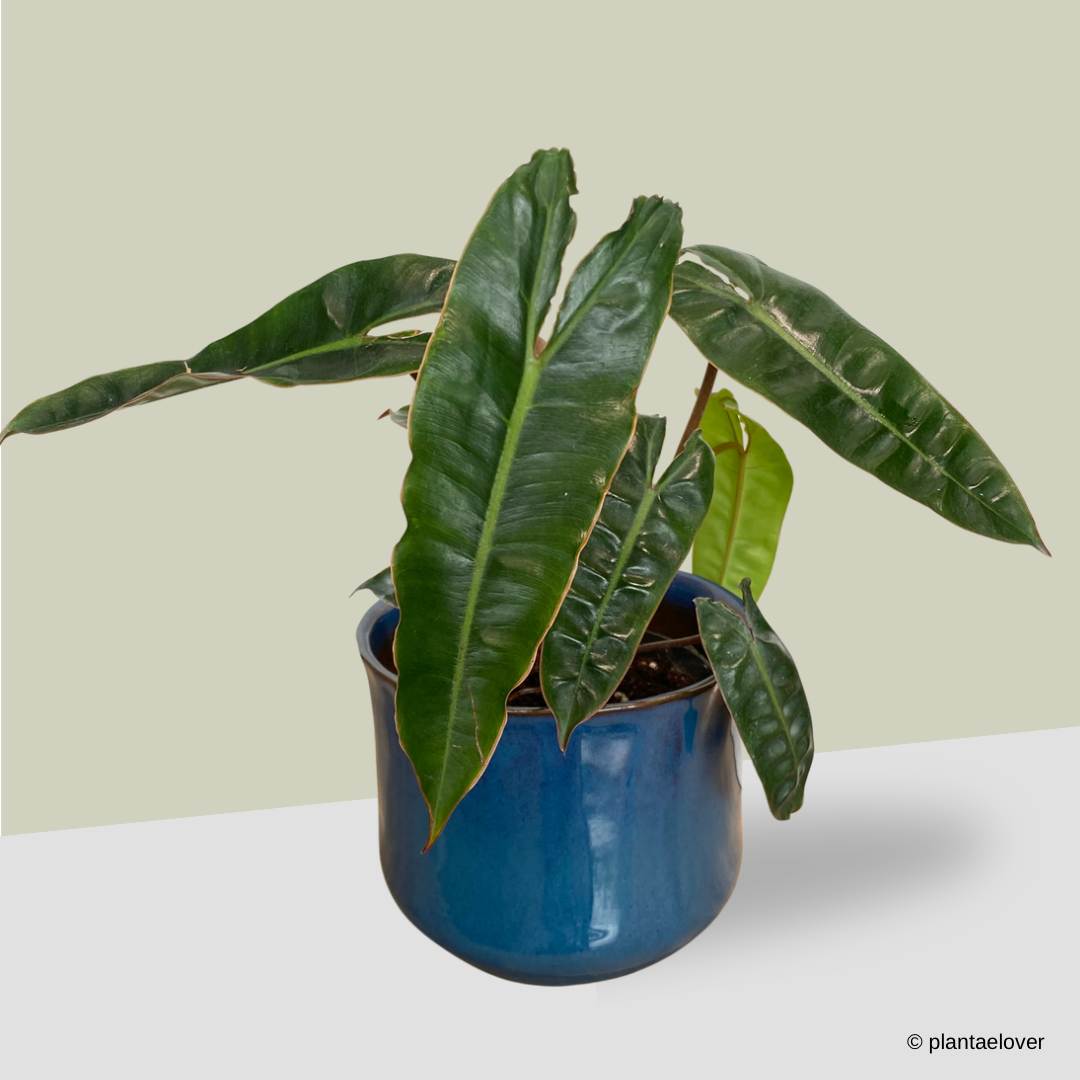 Philodendron Billietiae in Royal Pot