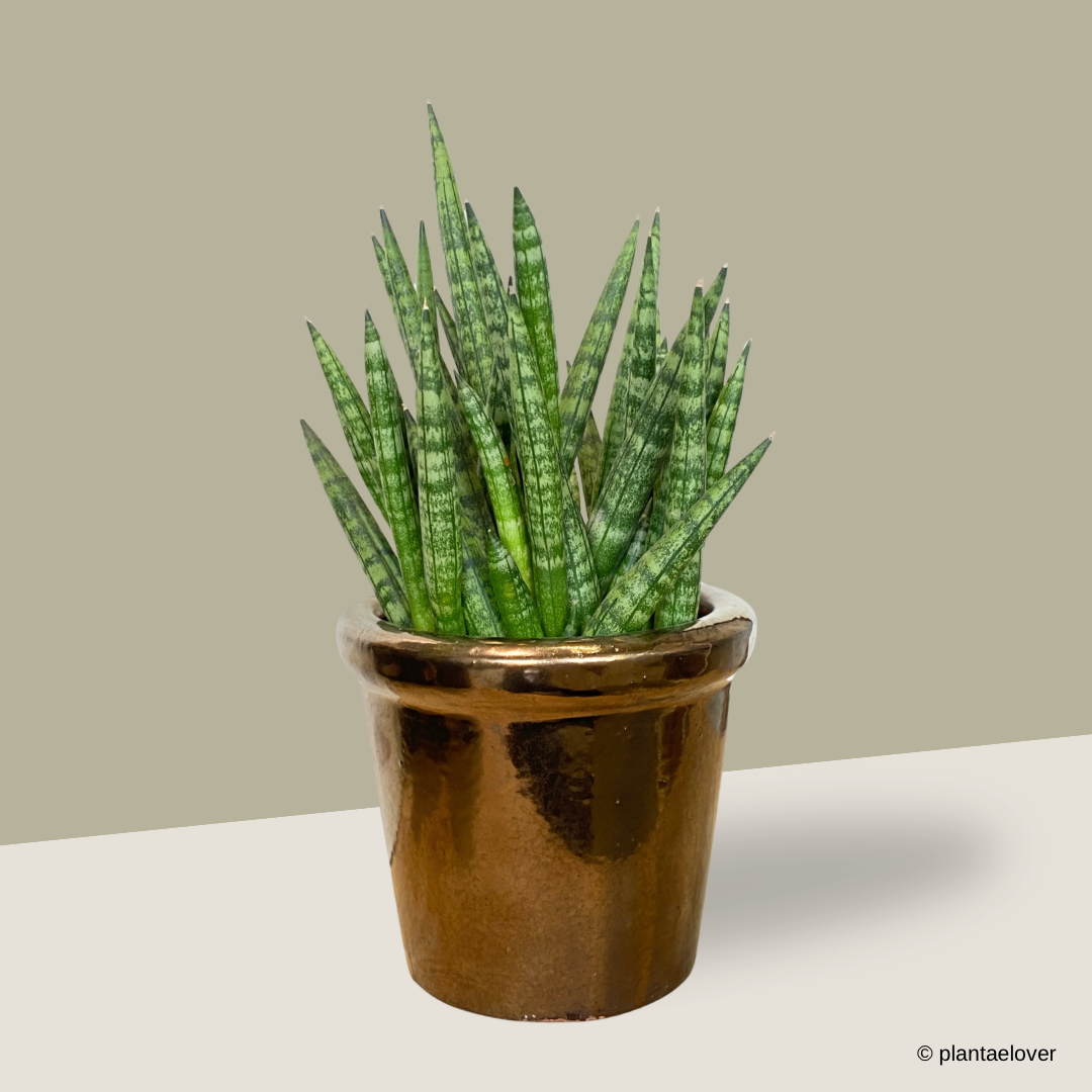 Sansevieria Cylindrica in Copper Pot