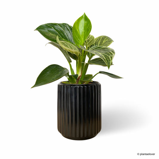 Philodendron Birkin in Saga Pot