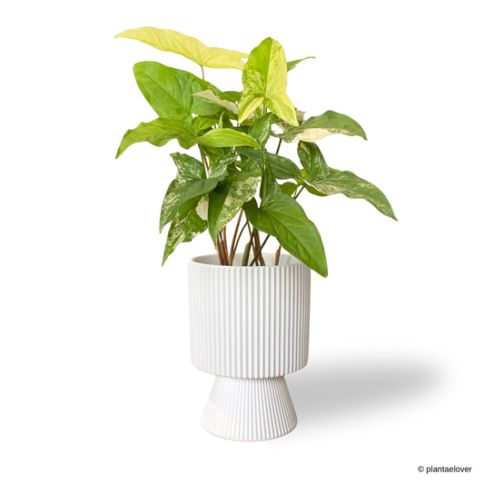 Syngonium Albo Variegata in Estrella Pot