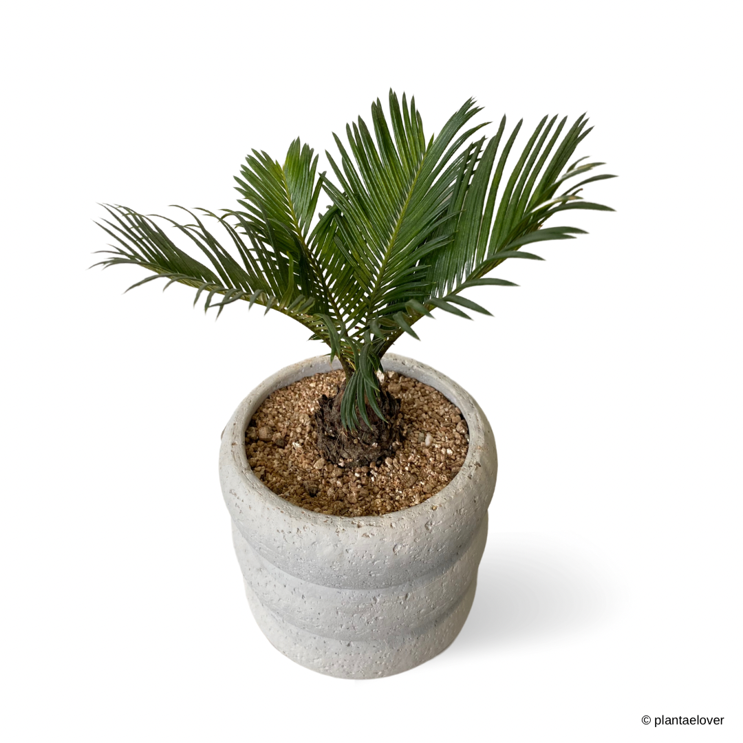 Sago Palm in Bobby Pot