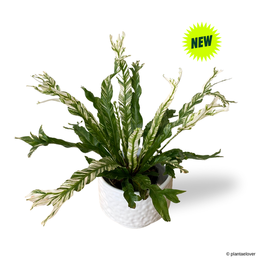 Bird’s Nest Fern Variegata in Moonlight Pot