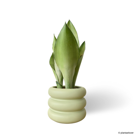 Sansevieria Trifasciata Moonshine in Bagel Pot