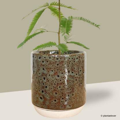 Japanese Everfresh Tree in Rust Pot