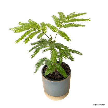 Japanese Everfresh Tree in koi Pot
