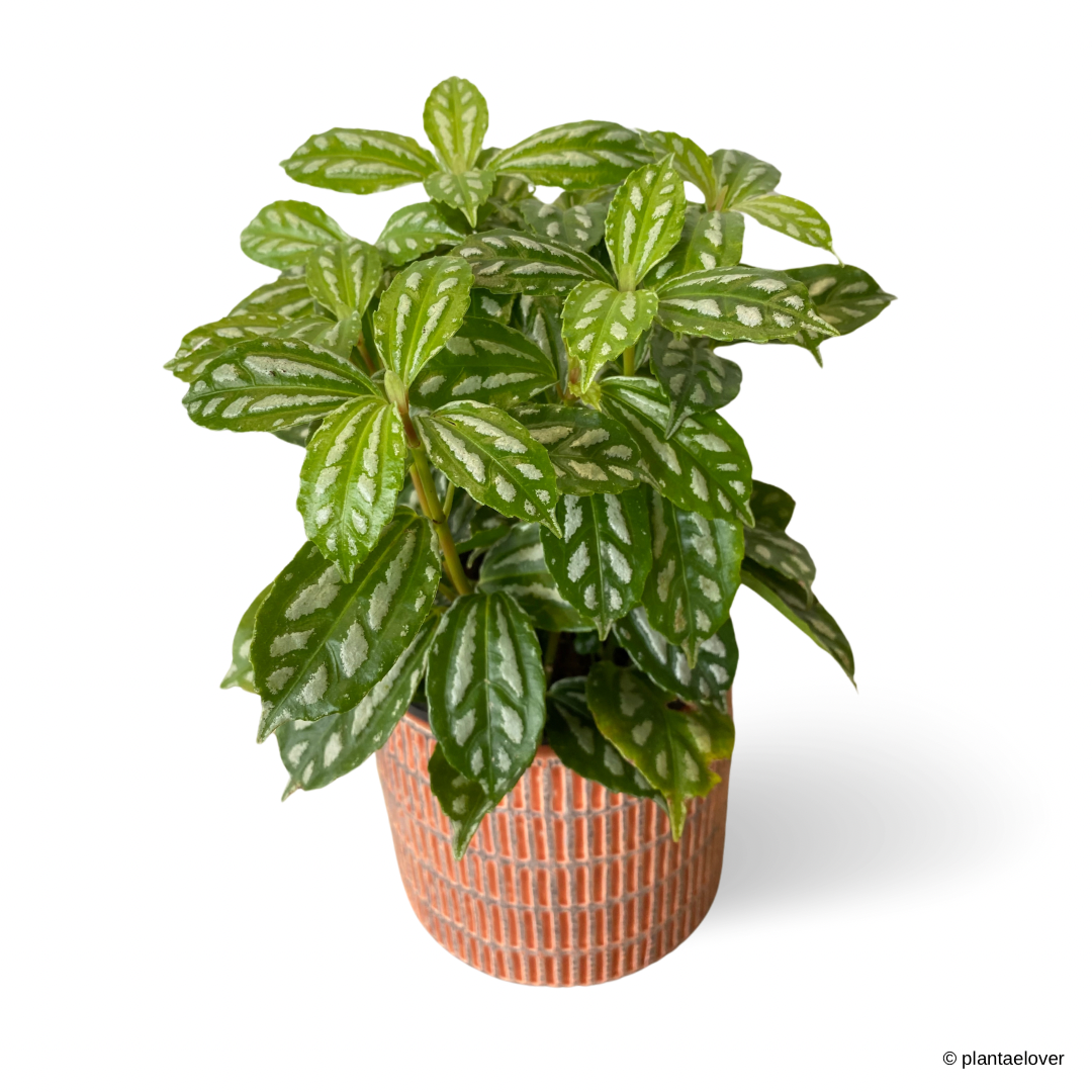 Pilea Cadierei in Brick Pot