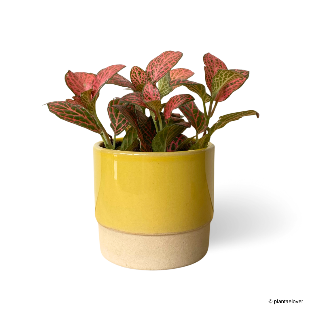 Fittonia in Canary Pot