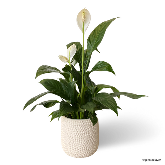 Peace Lily in Powder Pot