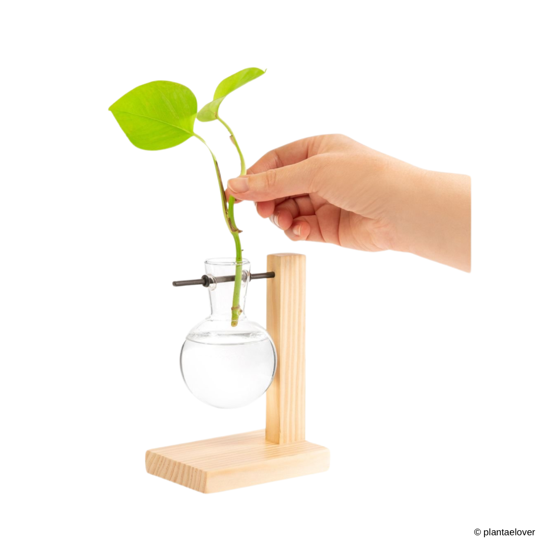 Plant Propagation Station - Flask Shape