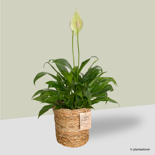 Peace Lily in Terima Kasih Basket