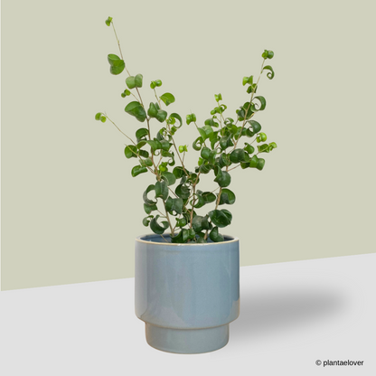 Ficus Barok in Carolina Pot