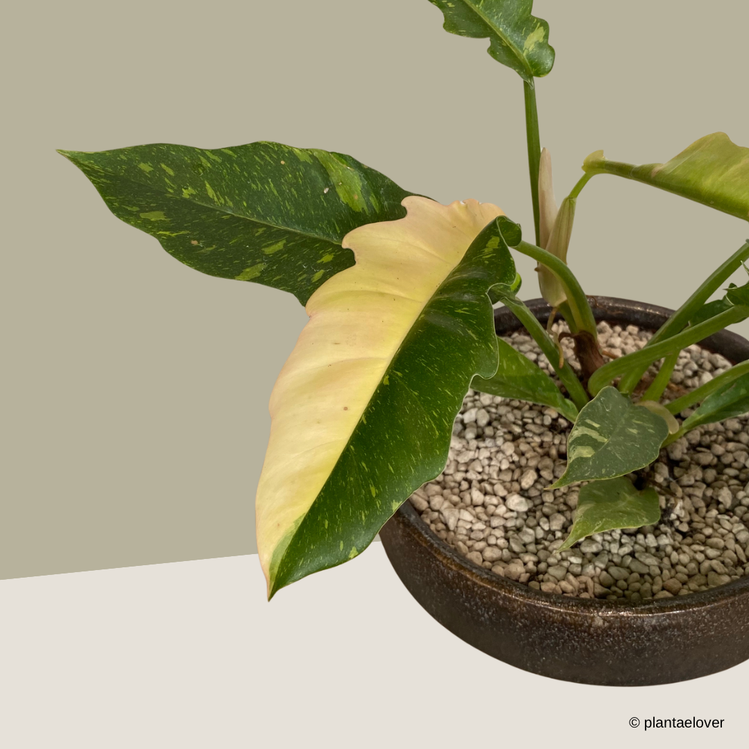 Philodendron Ring Of Fire in Rust Pot