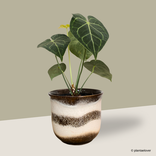 Anthurium Clarinervium in Noir Pot