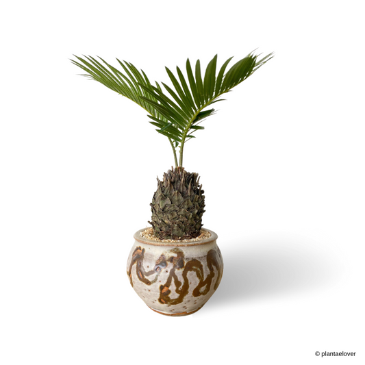 Sago Palm in Woody Pot