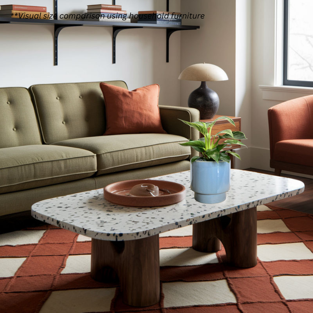 Philodendron Birkin in Carolina Pot