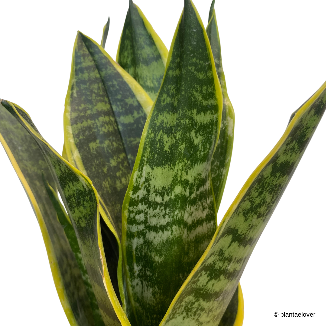 Sansevieria Superba in Griege Pot