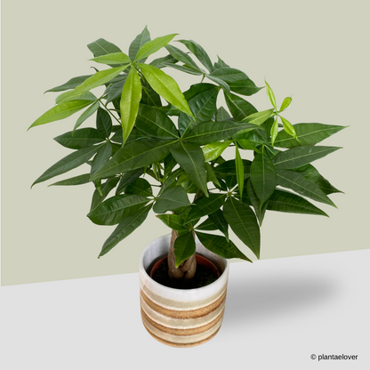 Pachira Aquatica in Tiramisu Pot